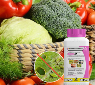 Pyrinex Quick is a fast-acting insecticide that control insects quick