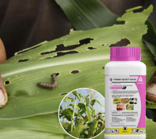 Pyrinex Quick is a fast-acting insecticide that control insects quick. jpeg
