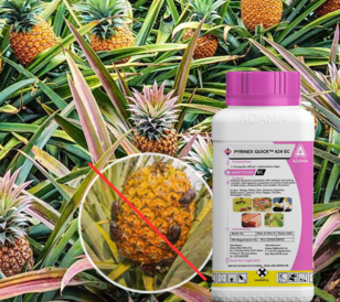 Pyrinex Quick is a fast-acting insecticide that control insects quick