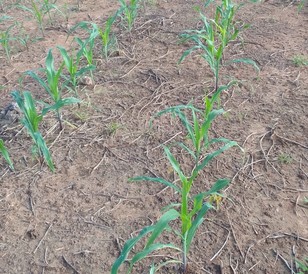 Maizine is a unique herbicide for control of weeds in Maize crop.ADAMA.jpg