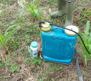 Maizine is a unique herbicide for control of weeds in Maize crop.Proudly ADAMA.jpg