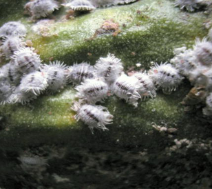 Cocoa mealybugs