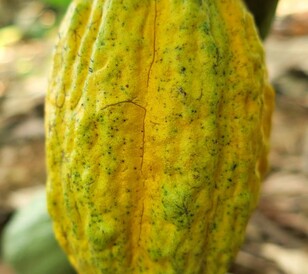 Cocoa protection - ADAMA solution