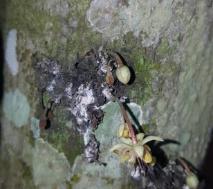 Cocoa mealybugs