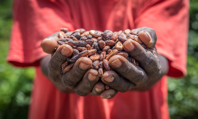 Premium cocoa beans