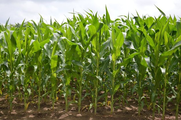 NicoGold controls grasses and broadleaf weeds in corn for clean field and bountiful harvest.jpeg