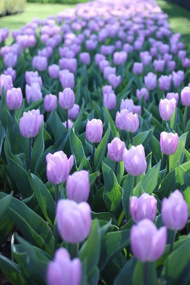 Pyrinex Quick controls insects and pests in ornamentals