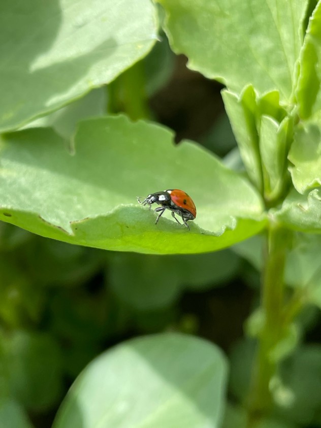 Diazol- unique insecticide mixture that controls wide range of insects in various crops