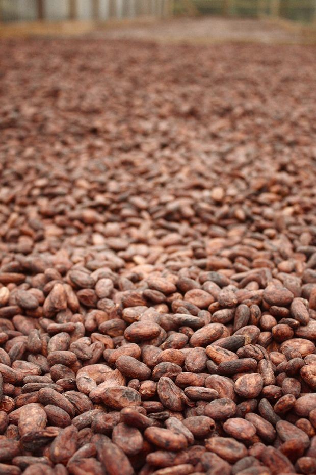 shield your cocoa pods against black pod diseases with Banjo Forte for bountiful harvest.jpeg