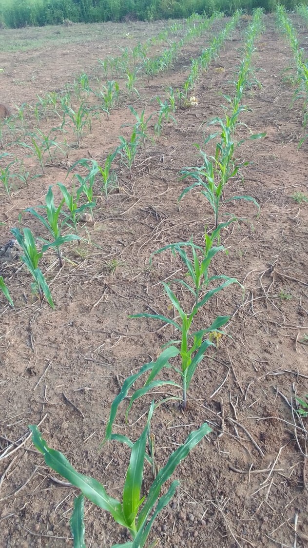 Corn field treated with Maizine.