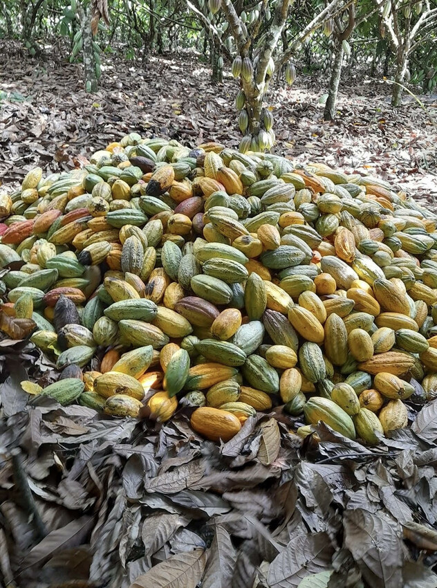 ADAMA solution for Cocoa disease