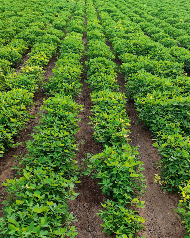 VEZIR controls young grasses and broadleaf weeds in Cowpea, Groundnut and Soyabean field.