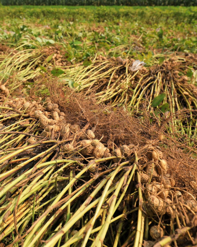 The AI in Weedblock effectively controls grasses and broadleaf weeds in Cowpea, Groundnut and Soyabean field.