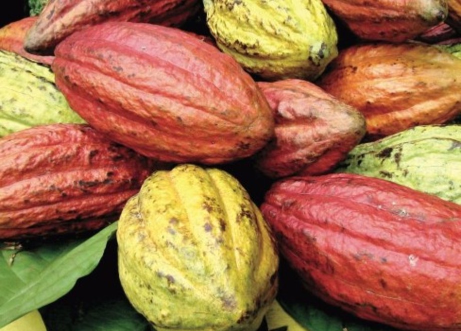 Cocoa