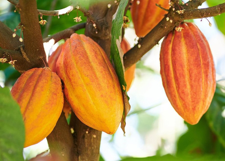 Healthy cocoa plant treated with ADAMA products.