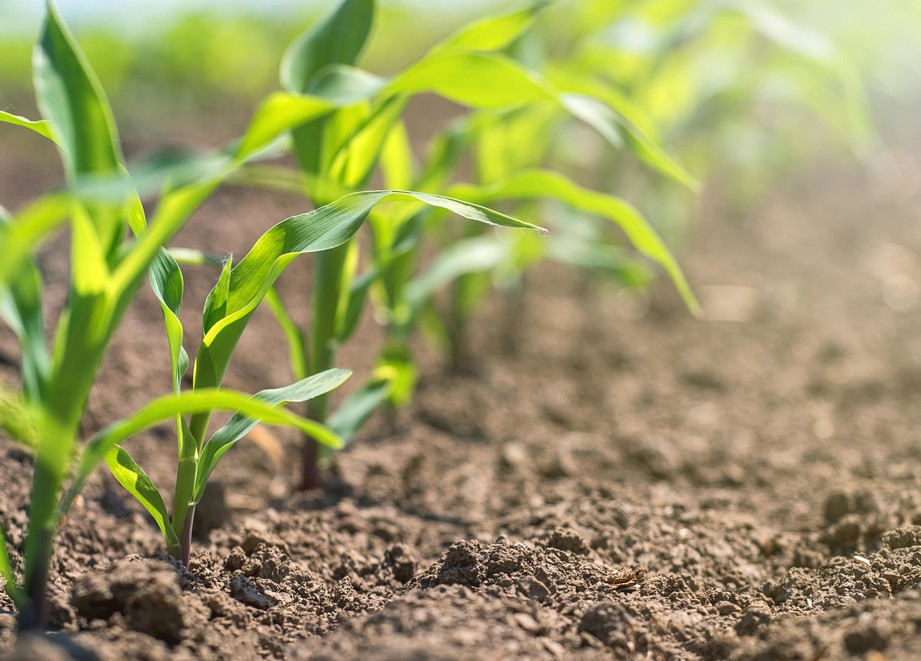Maizine is a unique herbicide for control of weeds in Maize crop.Proudly ADAMA.jpg