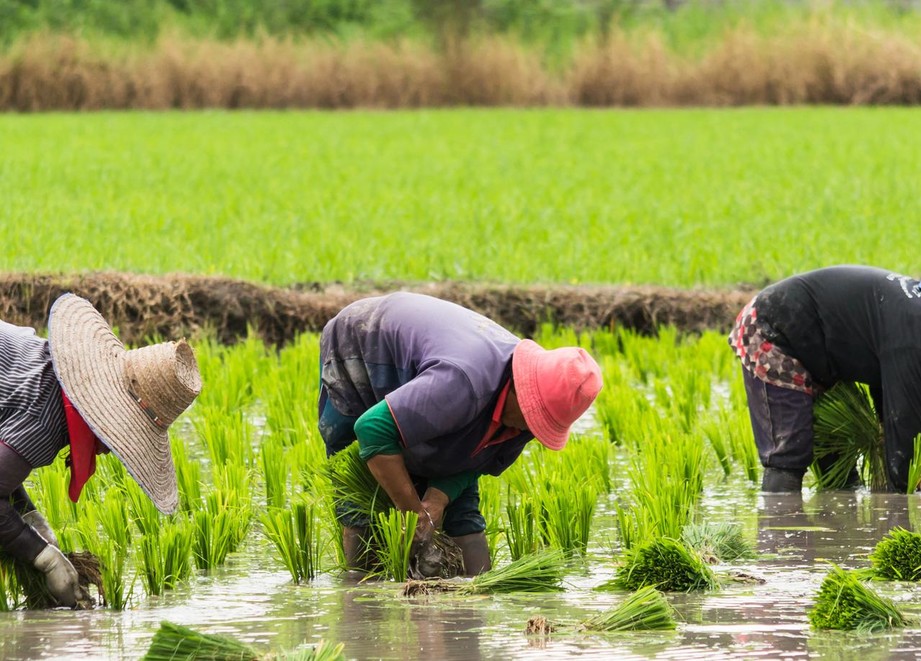 Flitzer- delivers excellent weed management in rice field