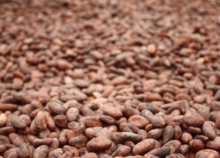 shield your cocoa pods against black pod diseases with Banjo Forte for bountiful harvest.jpeg
