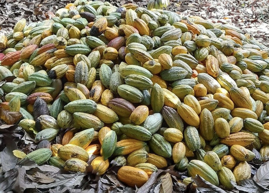 ADAMA solution for Cocoa disease
