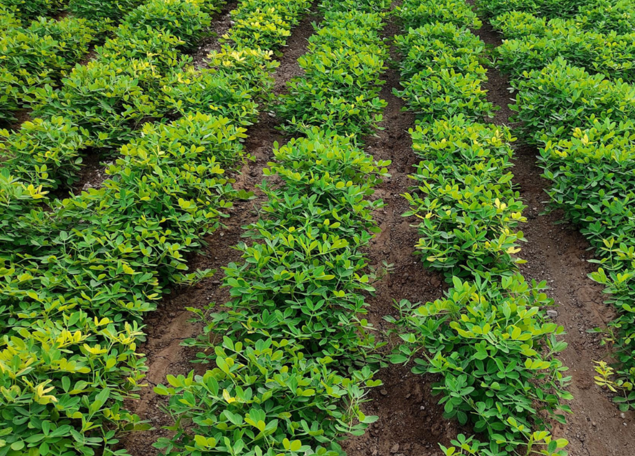 legume field treated with ADAMA solution