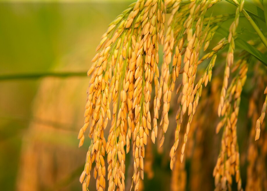 rice field