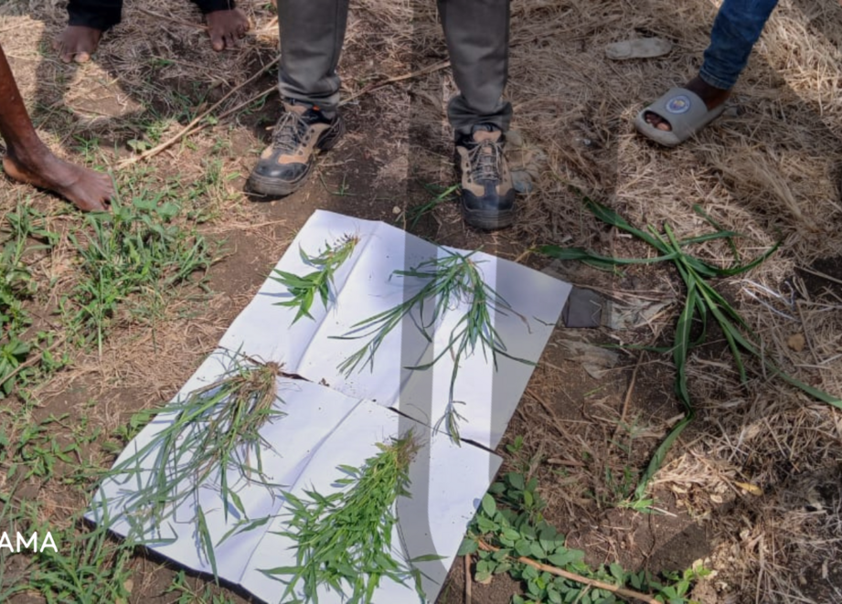 Our field agronomists