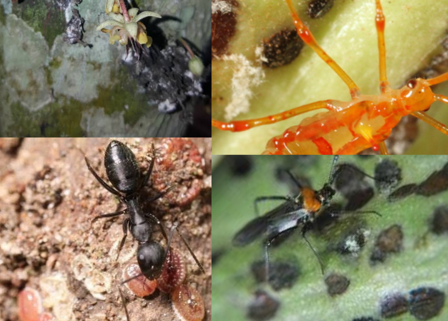 overcome ruinous cocoa insects with ADAMA agrochemicals