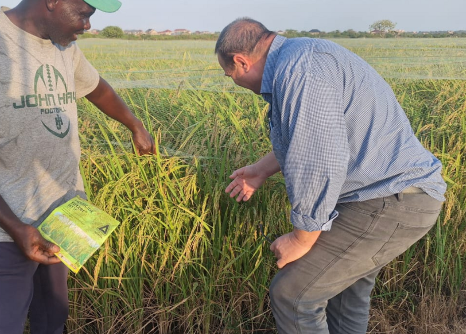 Rice grower satisfied with ADAMA herbicide solution