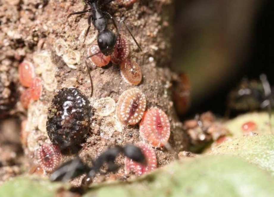 STOP cocoa insects from chewing your profit
