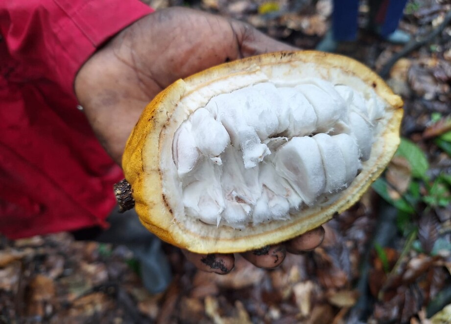 Shield your cocoa against insects for more yield