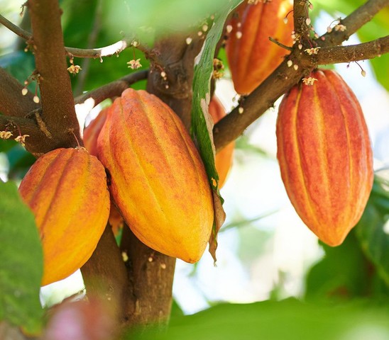 ADAMA solution for Cocoa disease
