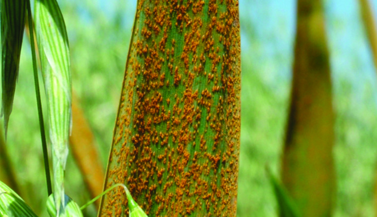 Crown Rust