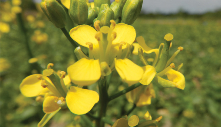 Volunteer Canola