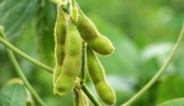 Soybeans