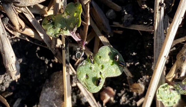 Flea Beetle