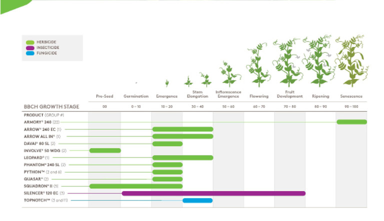 Pea Growth Stages