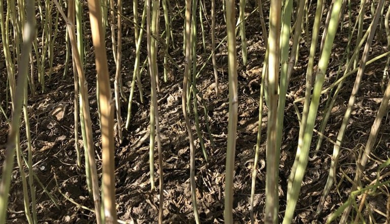 Verticillium Stripe - Curtis Interview