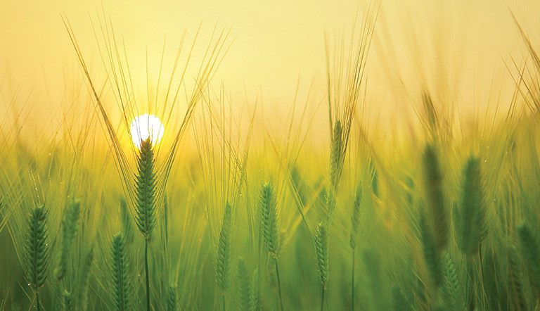 wheat field sunset