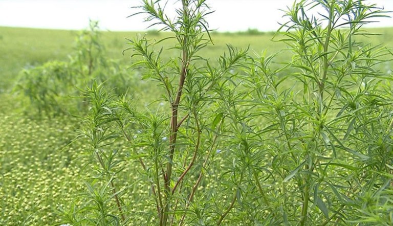kochia