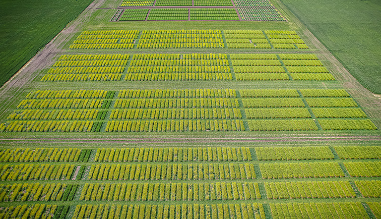 Image of various trial plots
