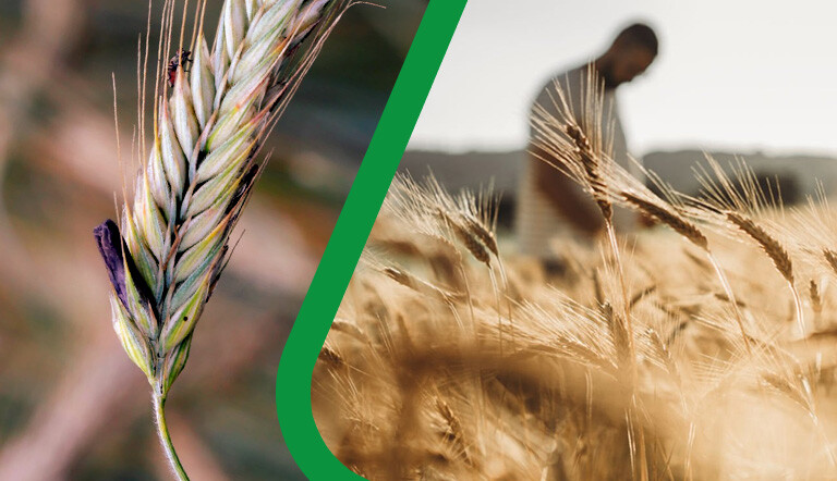 Farmer in field with FHB
