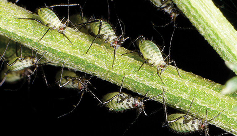 Aphids