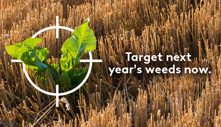 Post harvest field with a target on a weed 