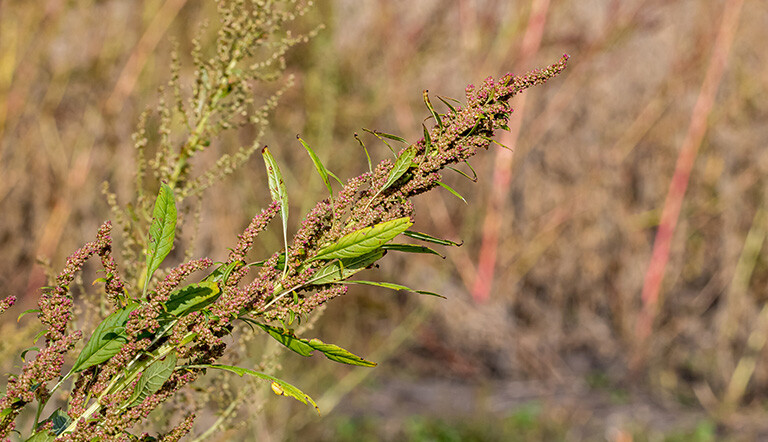 Waterhemp Image