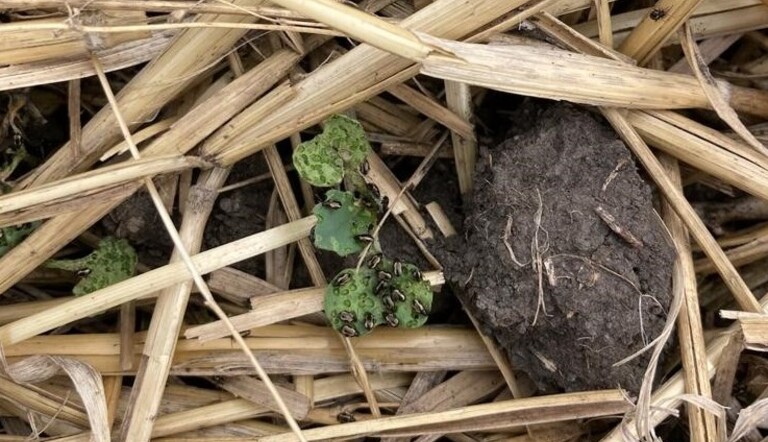 Flea Beetle Image