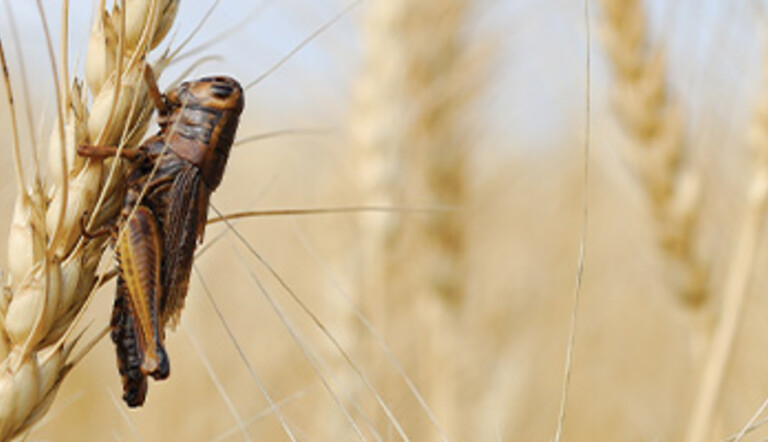grasshopper