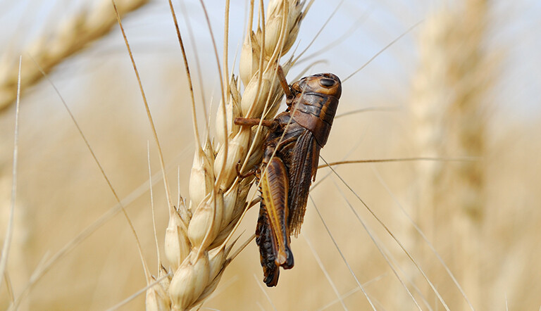 Grasshopper - Melanoplus spp.