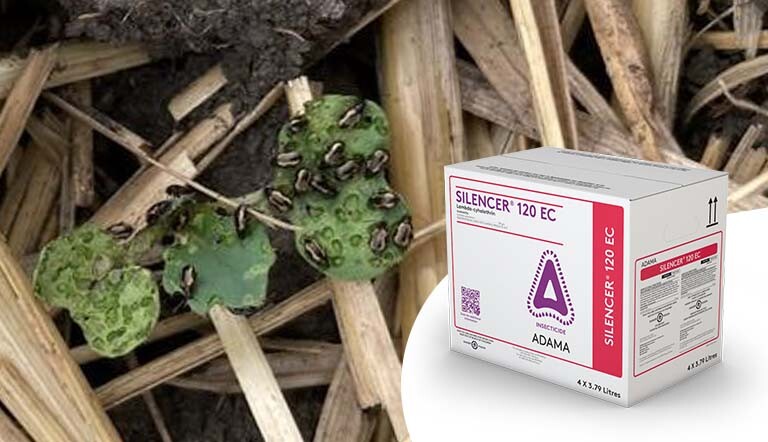 Flea Beetle and Box of SILENCER Insecticide