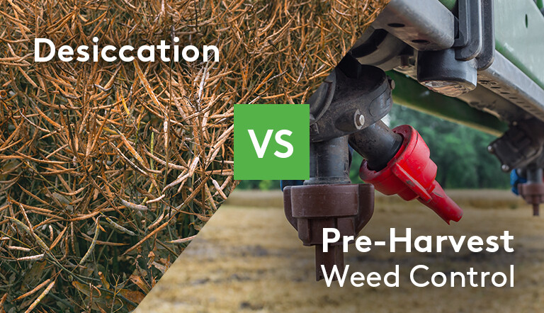 Desiccation-Vs-Pre-Harvest-Weed-Control.jpg