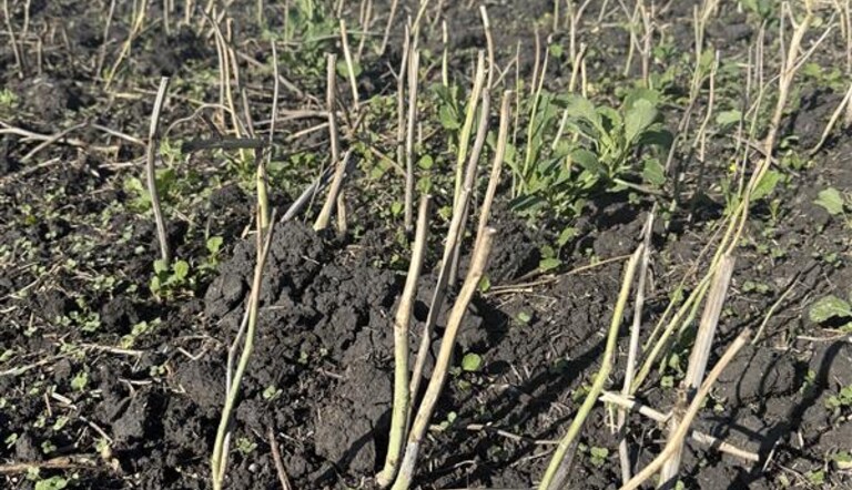 Canola Stubble with Weeds